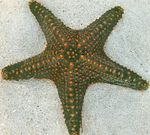 fotoğraf Akvaryum Choc Çip (Düğme) Deniz Yıldızı (Pentaceraster sp.), gri