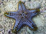 Foto Akvārijs Šokolādes Chip (Kloķus) Jūras Zvaigzne (Pentaceraster sp.), caurspīdīgs