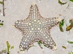 fotografie Akvárium Choc Chip (Knoflík) Sea Star hvězdy moře (Pentaceraster sp.), pruhované