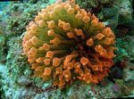 Foto Aquarium Bubble-Spitze-Anemone (Anemone Mais) (Entacmaea quadricolor), gelb