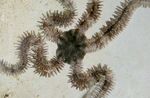 fotografie Akvárium Křehký Sea Star hvězdy moře (Ophiocoma), světle modrá
