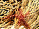 Sponge Brittle Sea Star