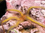 fotografie Akvárium Huba Krehké Sea Star hviezdy mora (Ophiothrix), žltý
