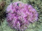 Photo Aquarium Beaded Sea Anemone (Ordinari Anemone) (Heteractis crispa), spotted