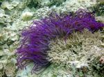 foto Aquário Anêmona Do Mar Frisado (Anêmona Ordinari) (Heteractis crispa), roxo