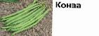 foto I fagioli la cultivar Konza (Singenta)