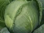 Photo Cabbage grade Benson F1