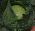 Photo Cabbage grade Bronko F1