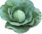 Photo Cabbage grade Nozomi