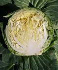 Photo Cabbage grade Golden kross F1