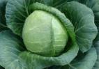 Photo Cabbage grade Sunta F1