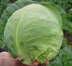 Photo Cabbage grade Orakl F1 