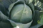 Photo Cabbage grade TCa-432 F1