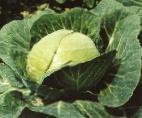 Photo Cabbage grade Admiral F1 