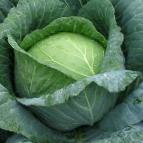 Photo Cabbage grade Artost F1