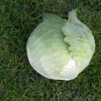 Photo Cabbage grade Bartolo F1
