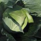 Photo Cabbage grade Iton F1