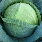 Photo Cabbage grade Sesil F1