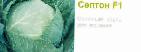 Photo Cabbage grade Septon F1 (Singenta)