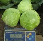 Photo Cabbage grade Anadol F1