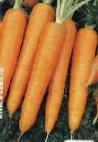 foto La carota la cultivar Kamaran F1