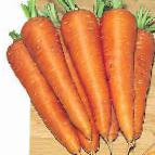 foto La carota la cultivar Karson F1