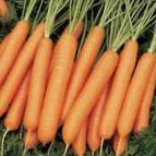 Photo une carotte l'espèce Neliks F1
