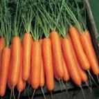 Photo une carotte l'espèce Nerak F1