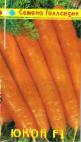 Photo une carotte l'espèce Yukon F1
