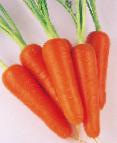 kuva Porkkana laji Abako F1