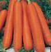 foto La carota la cultivar Nelli F1