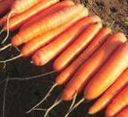 Photo une carotte l'espèce Bolero F1