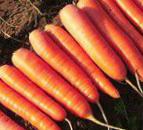 Photo une carotte l'espèce Nanda F1