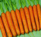 foto La carota la cultivar Presto F1