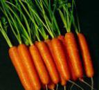 Photo une carotte l'espèce Tito 