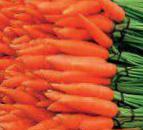 foto La carota la cultivar Flam 