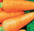 Photo une carotte l'espèce Shantane Red Kored
