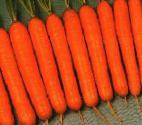 Photo une carotte l'espèce Nansen F1