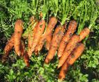 foto La carota la cultivar Soprano F1 