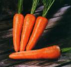 foto La carota la cultivar Bolteks 