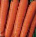 foto La carota la cultivar Nantik F1