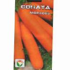 foto La carota la cultivar Sonata 