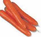 foto La carota la cultivar Koltan F1