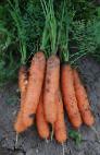 foto La carota la cultivar Nirim F1