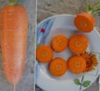 foto La carota la cultivar Gerkules F1