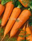 Photo une carotte l'espèce Silvano F1
