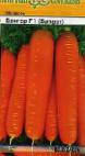 foto La carota la cultivar Bangor F1