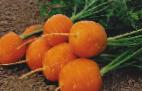 foto La carota la cultivar Polyarnaya klyukva 