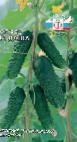 foto I cetrioli la cultivar Dasha F1