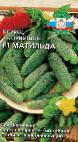 Photo Cucumbers grade Matilda F1